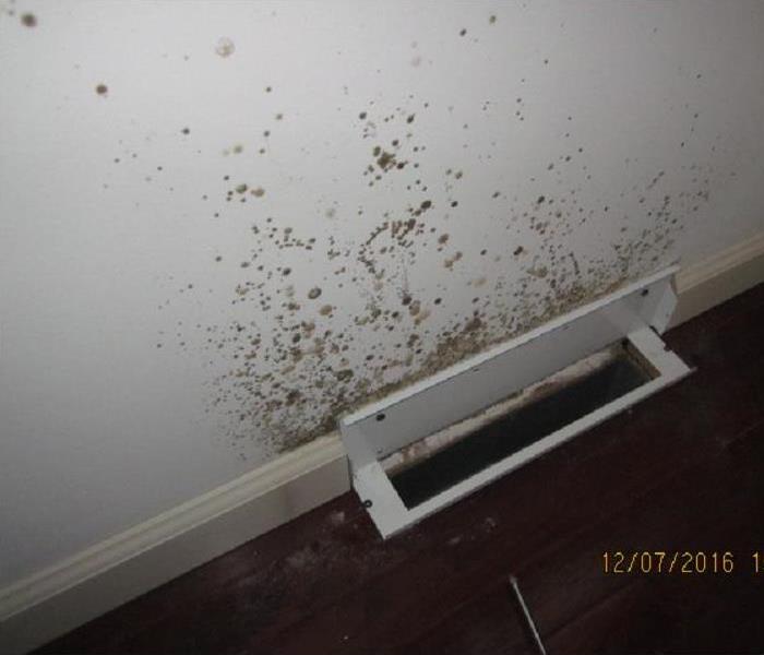 Patches of mold above vent in wooden floor