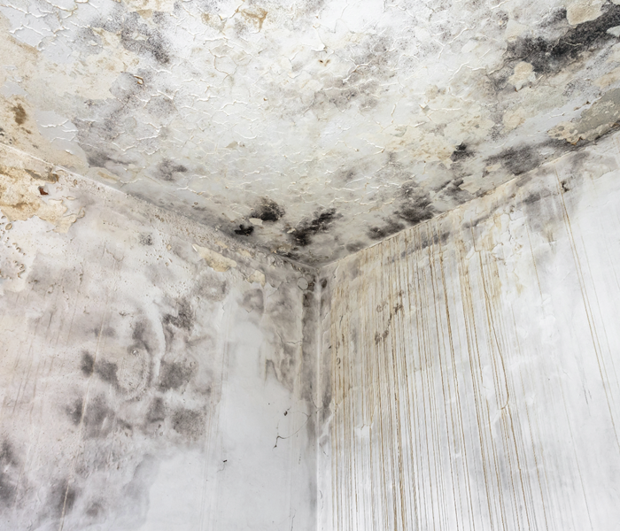 mold and mildew damage